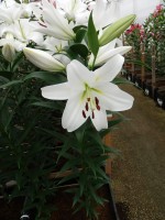 [5225 Pangea VZ No02.JPG]